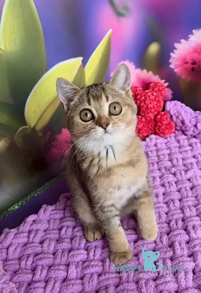 Olisia Scottish Straight female black ticked tabby live animals
