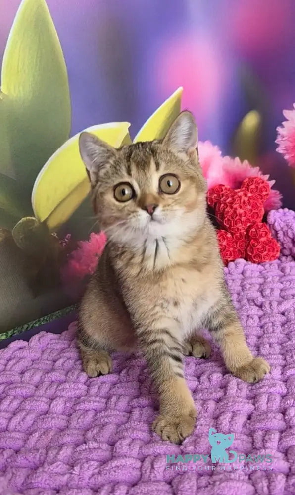 Olisia Scottish Straight female black ticked tabby live animals