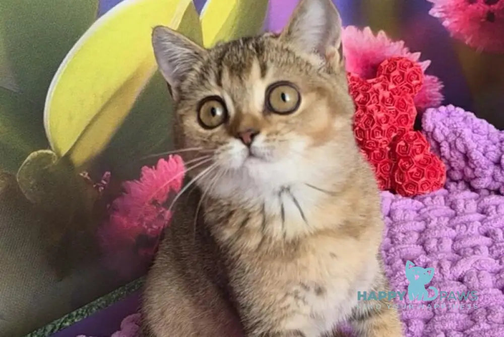 Olisia Scottish Straight female black ticked tabby live animals