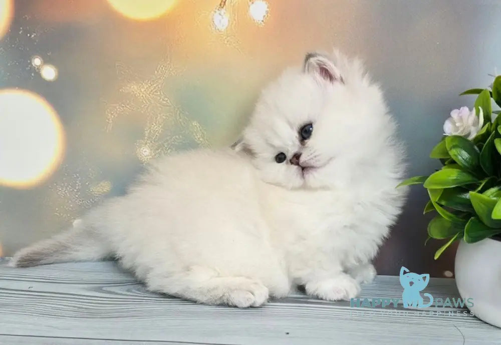 Olive Munchkin female black golden shaded pointed live animals