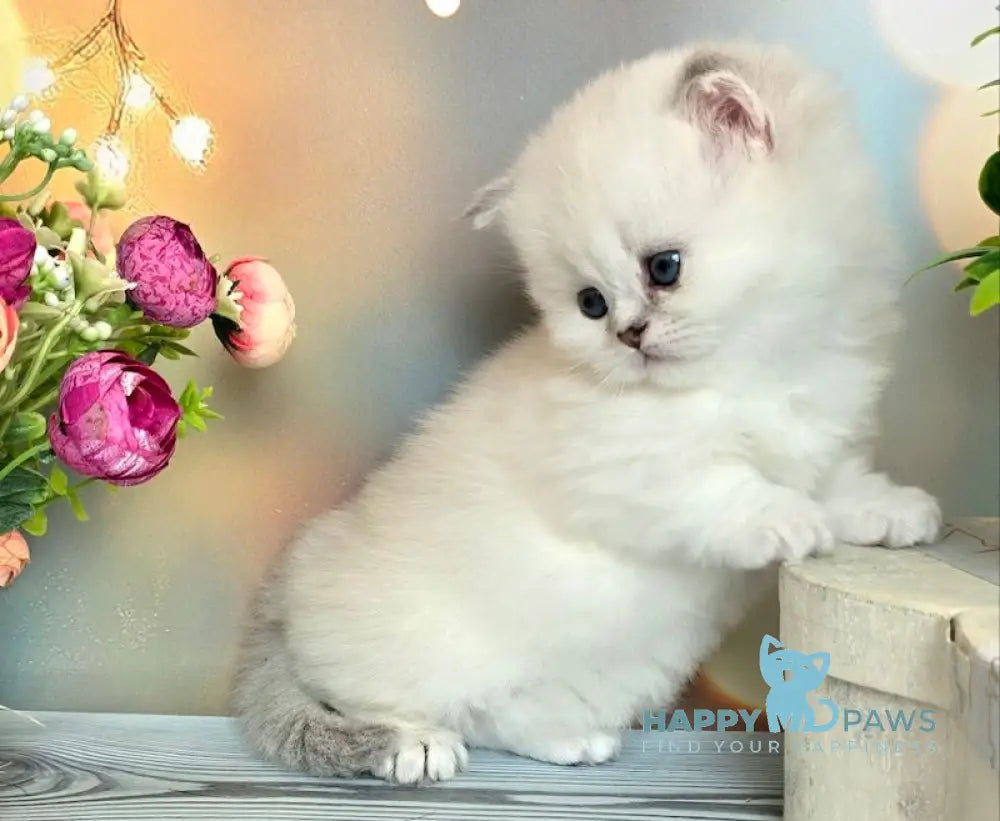 Olive Munchkin female black golden shaded pointed live animals