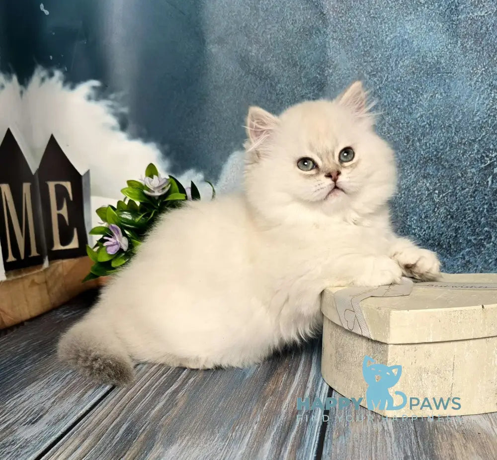 Olive Munchkin female black golden shaded pointed live animals