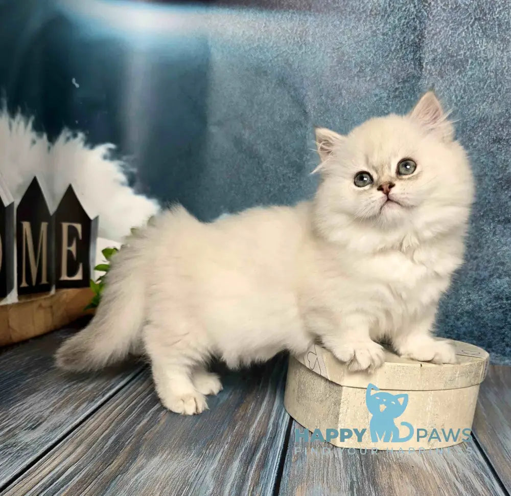 Olive Munchkin female black golden shaded pointed live animals