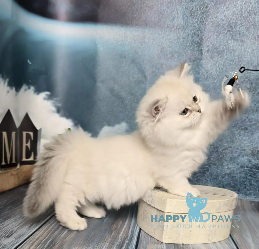 Olive Munchkin female black golden shaded pointed live animals