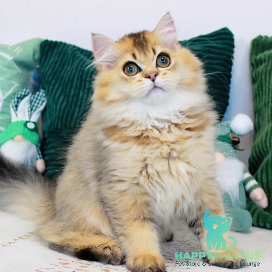 Oliver British Longhair male black golden ticked tabby - live animals