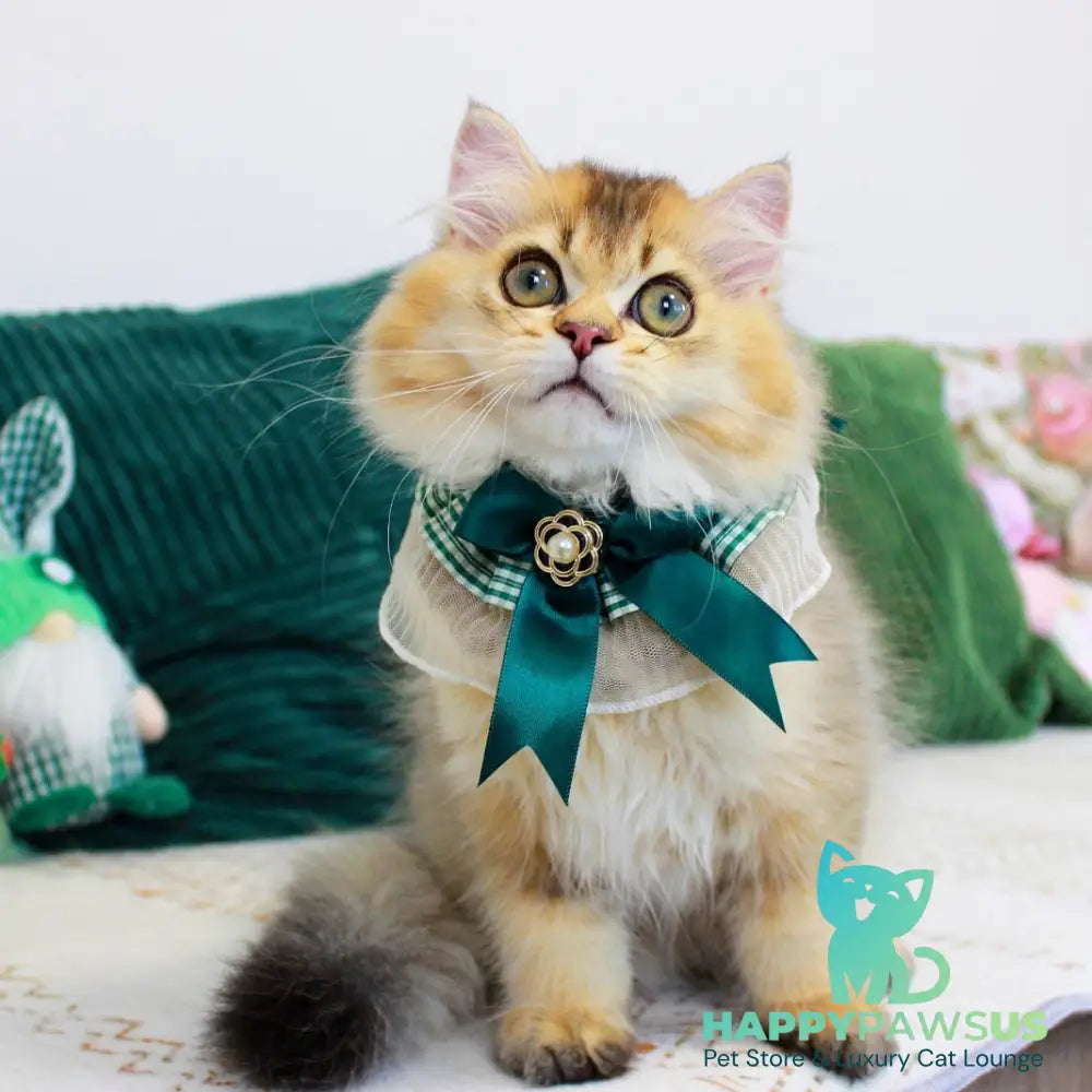 Oliver British Longhair male black golden ticked tabby - live animals