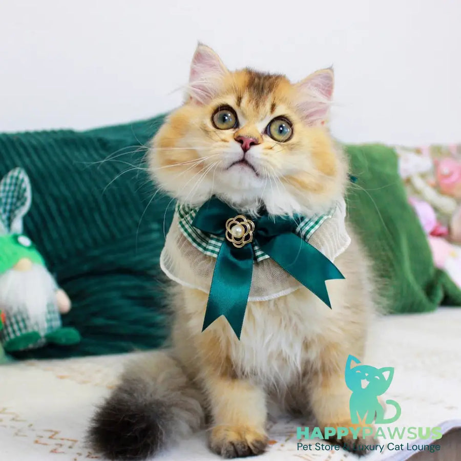 Oliver British Longhair male black golden ticked tabby - live animals