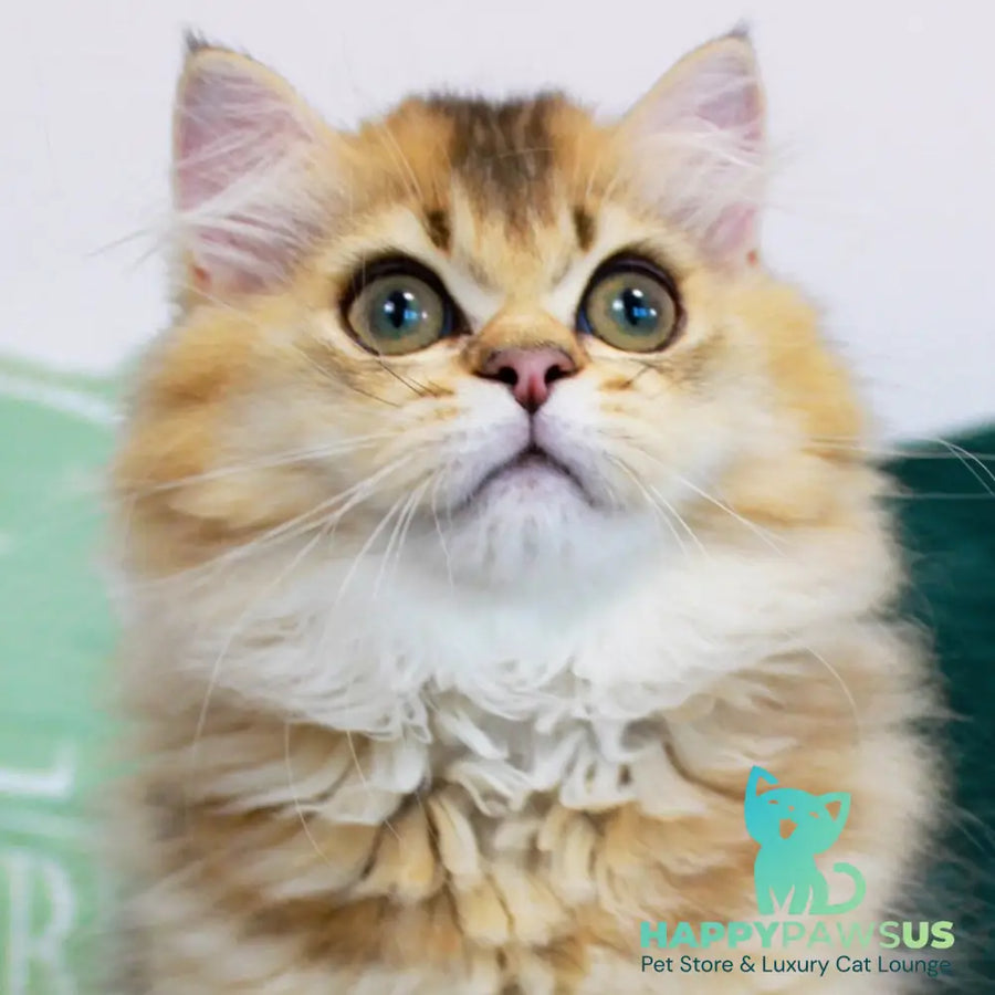 Oliver British Longhair male black golden ticked tabby - live animals