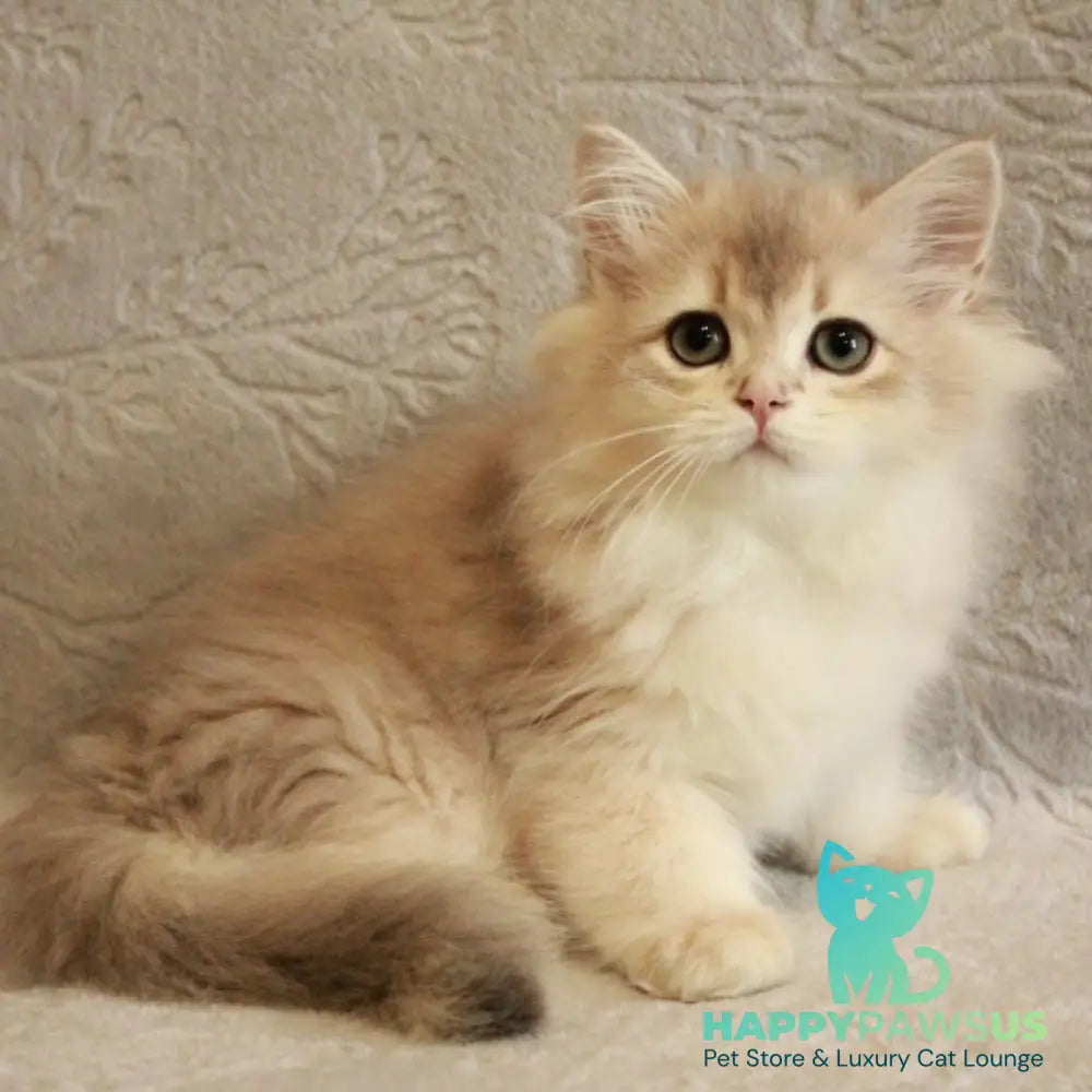 Oliver British Longhair male blue golden chinchilla - live animals