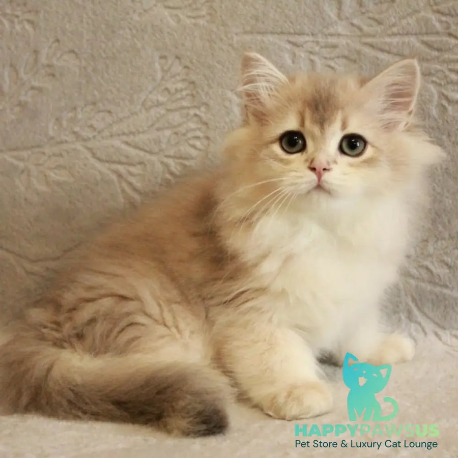 Oliver British Longhair male blue golden chinchilla - live animals