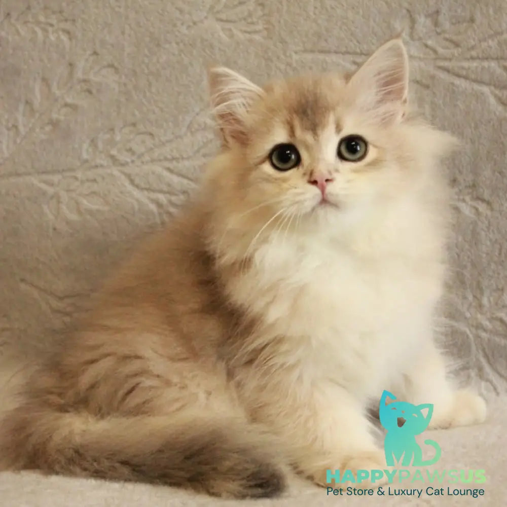 Oliver British Longhair male blue golden chinchilla - live animals