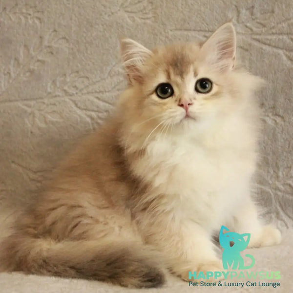 Oliver British Longhair male blue golden chinchilla - live animals
