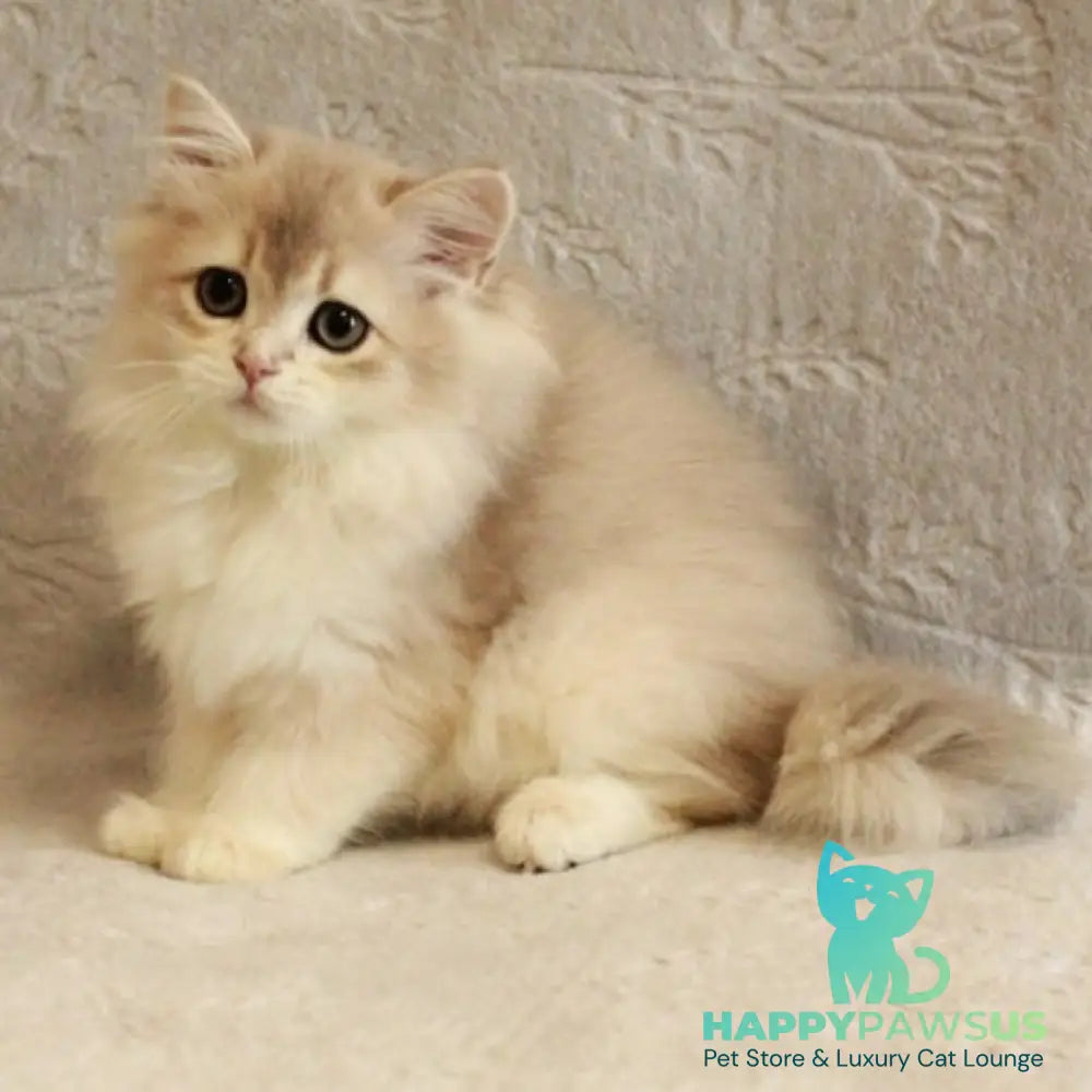 Oliver British Longhair male blue golden chinchilla - live animals