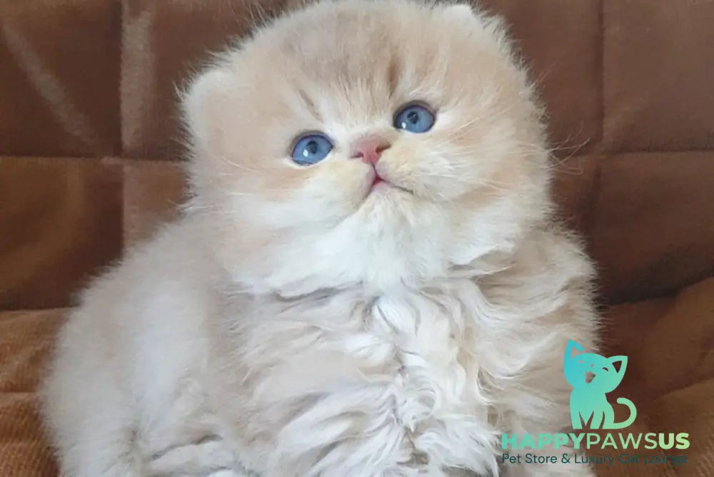 Oliver British Longhair male lilac golden chinchilla - live animals