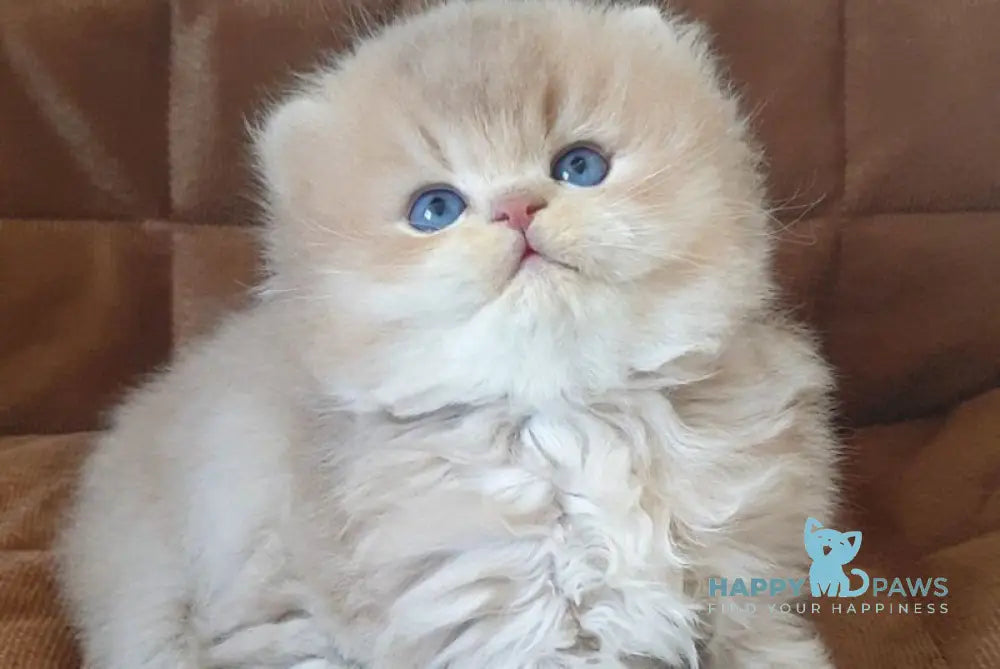 Oliver British Longhair male lilac golden chinchilla - live animals