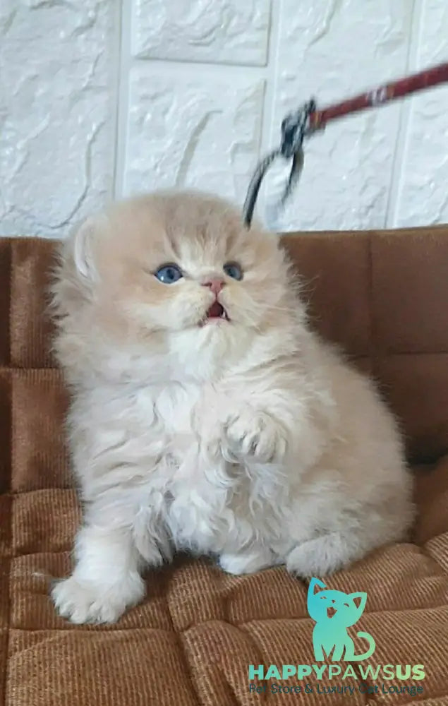 Oliver British Longhair male lilac golden chinchilla - live animals