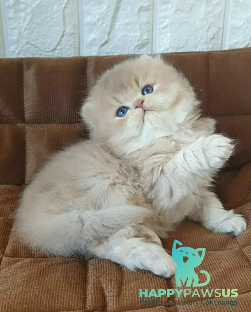 Oliver British Longhair male lilac golden chinchilla - live animals