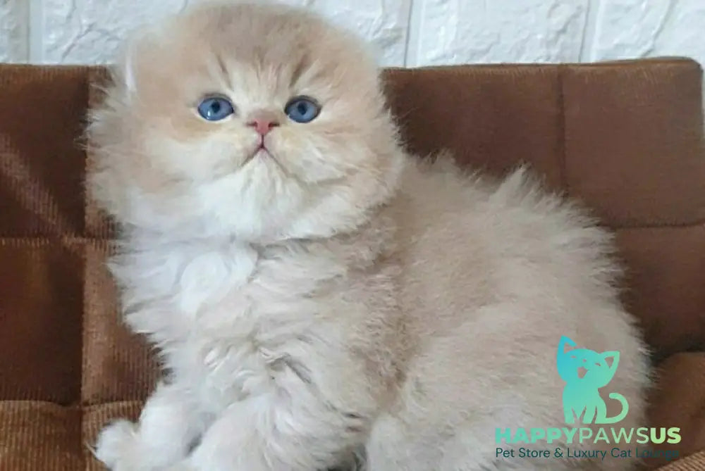 Oliver British Longhair male lilac golden chinchilla - live animals