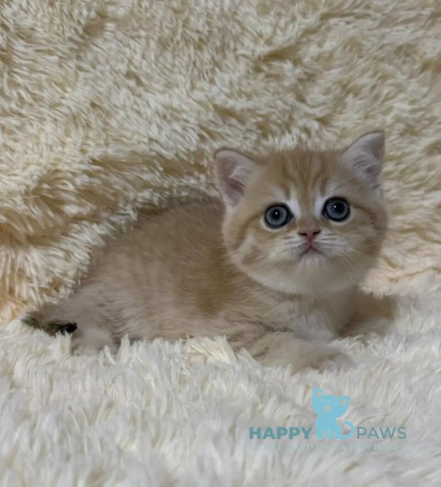 Oliver British Shorthair male black golden chinchilla live animals