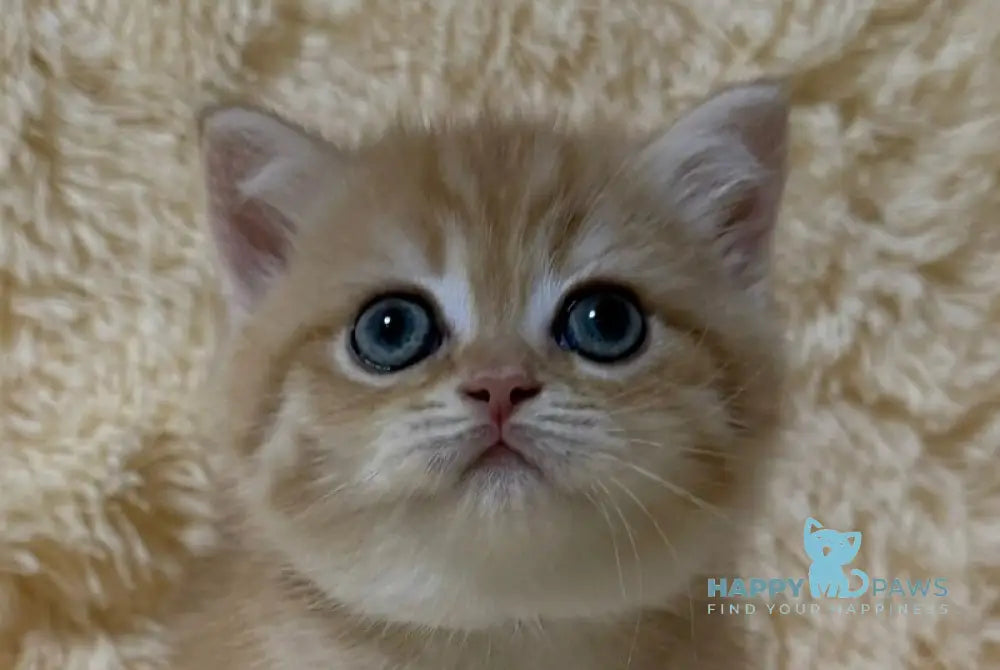 Oliver British Shorthair male black golden chinchilla live animals