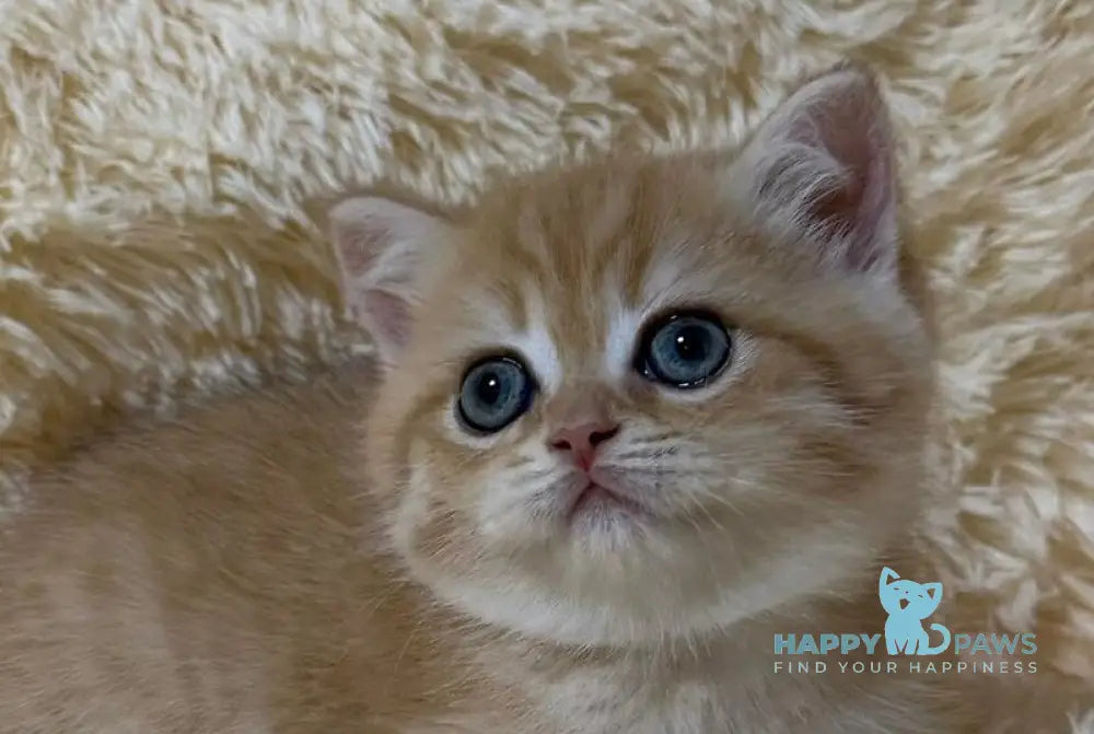 Oliver British Shorthair male black golden chinchilla live animals