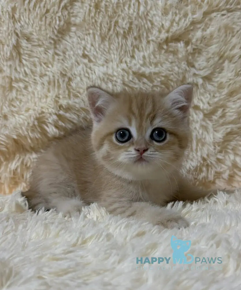 Oliver British Shorthair male black golden chinchilla live animals