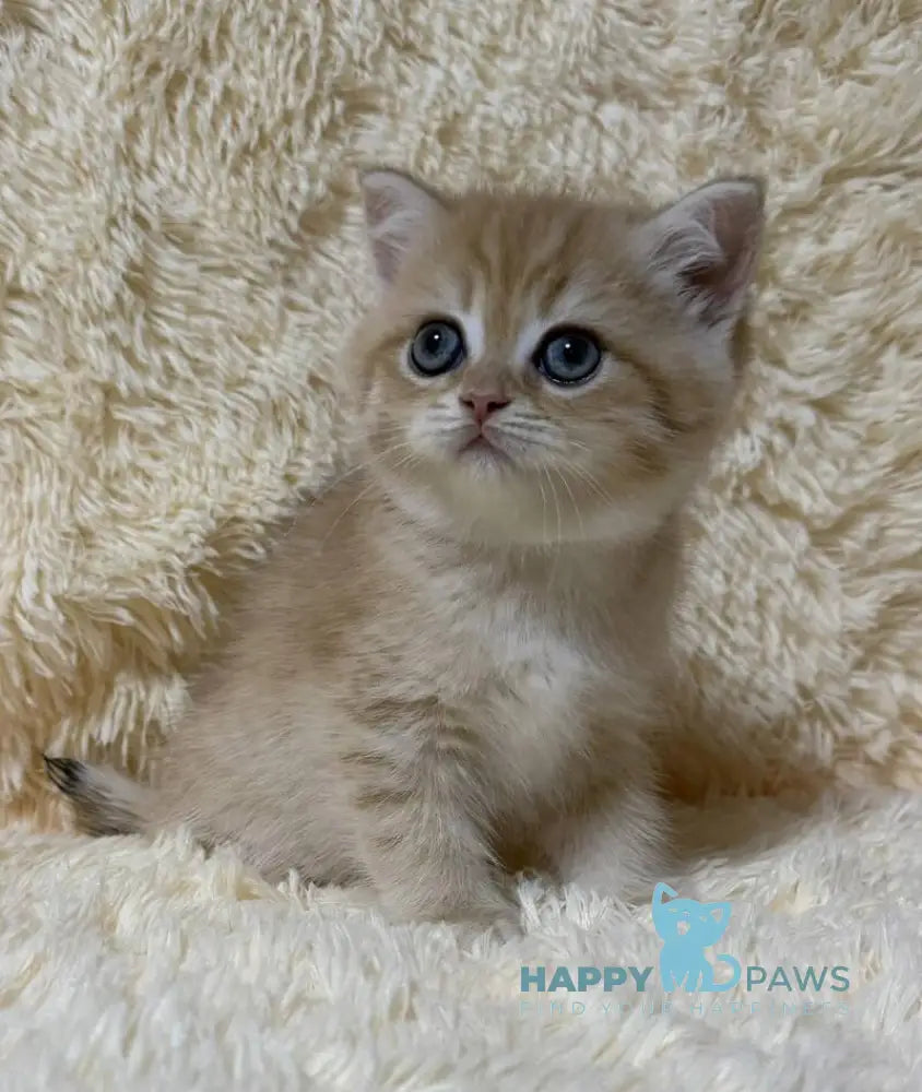 Oliver British Shorthair male black golden chinchilla live animals