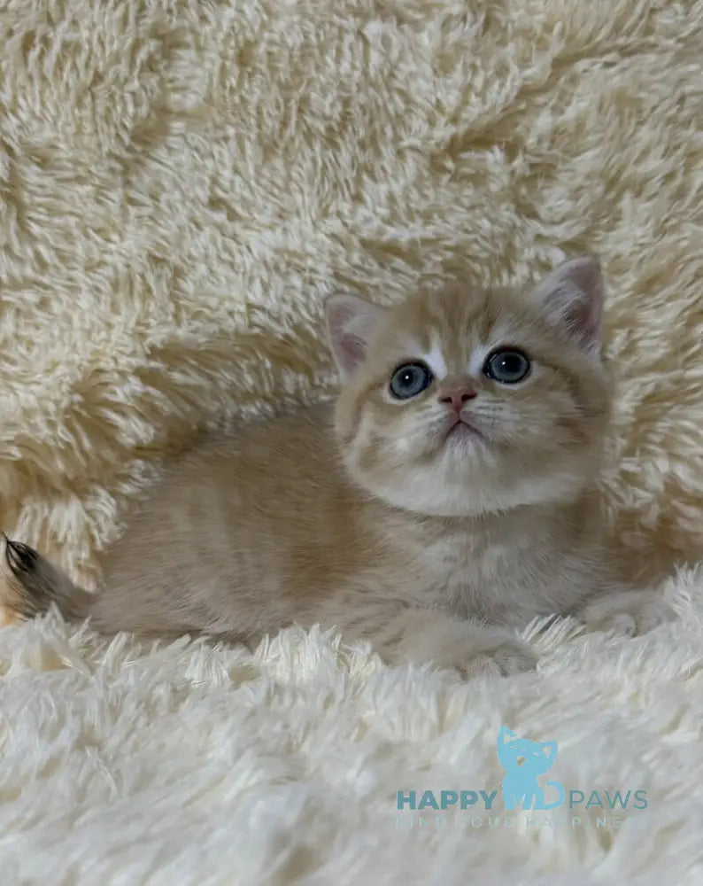 Oliver British Shorthair male black golden chinchilla live animals