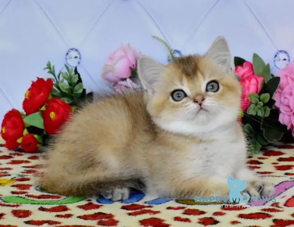 Oliver British Shorthair male black golden ticked tabby live animals