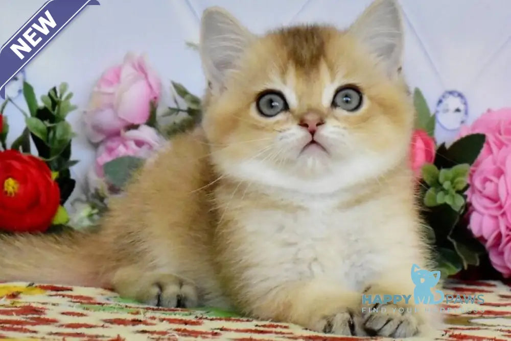 Oliver British Shorthair male black golden ticked tabby live animals