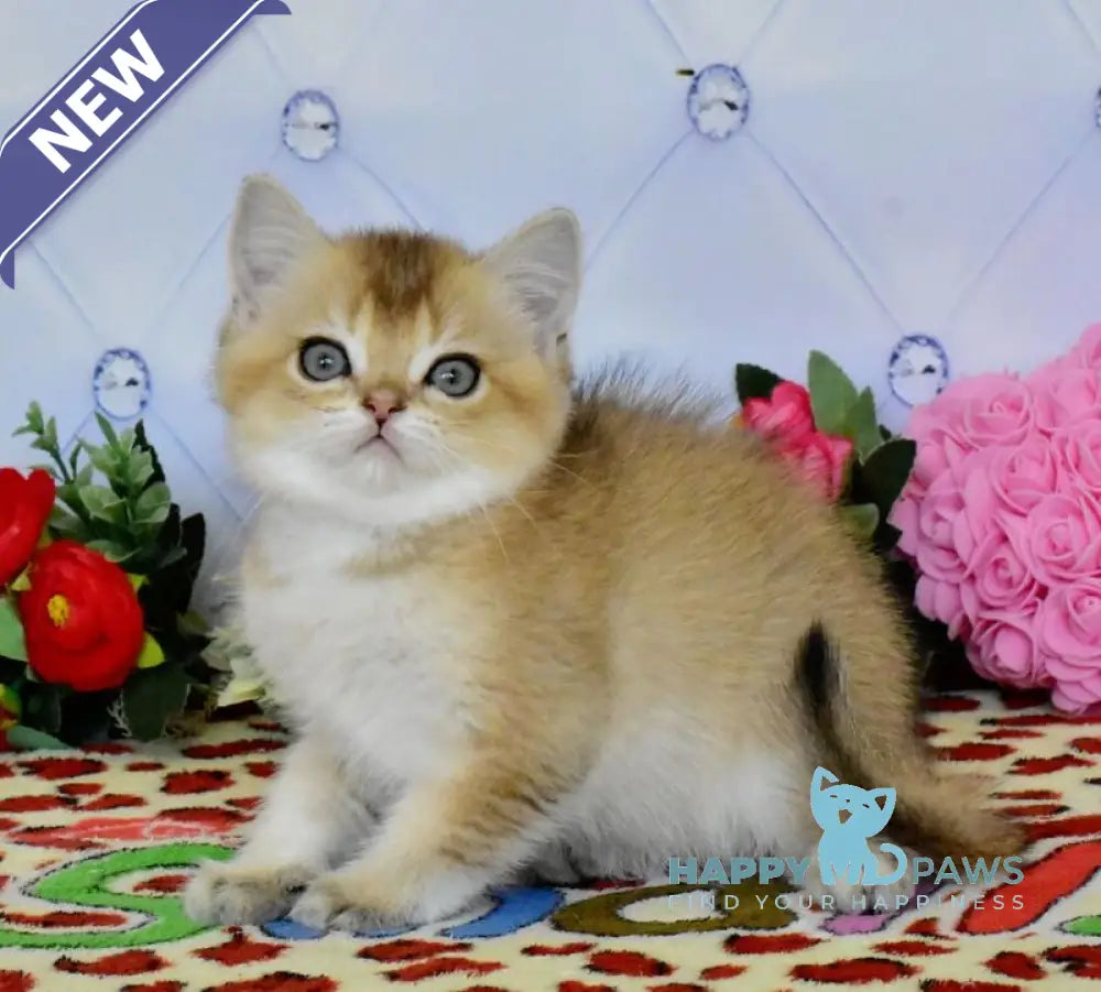 Oliver British Shorthair male black golden ticked tabby live animals