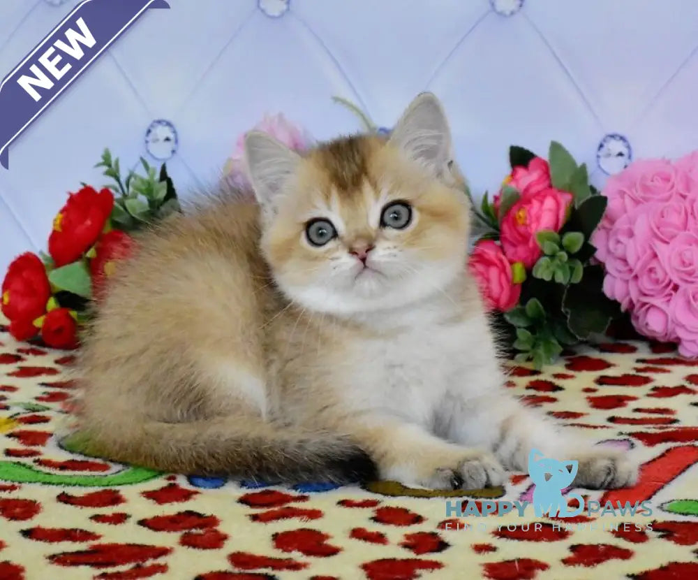 Oliver British Shorthair male black golden ticked tabby live animals