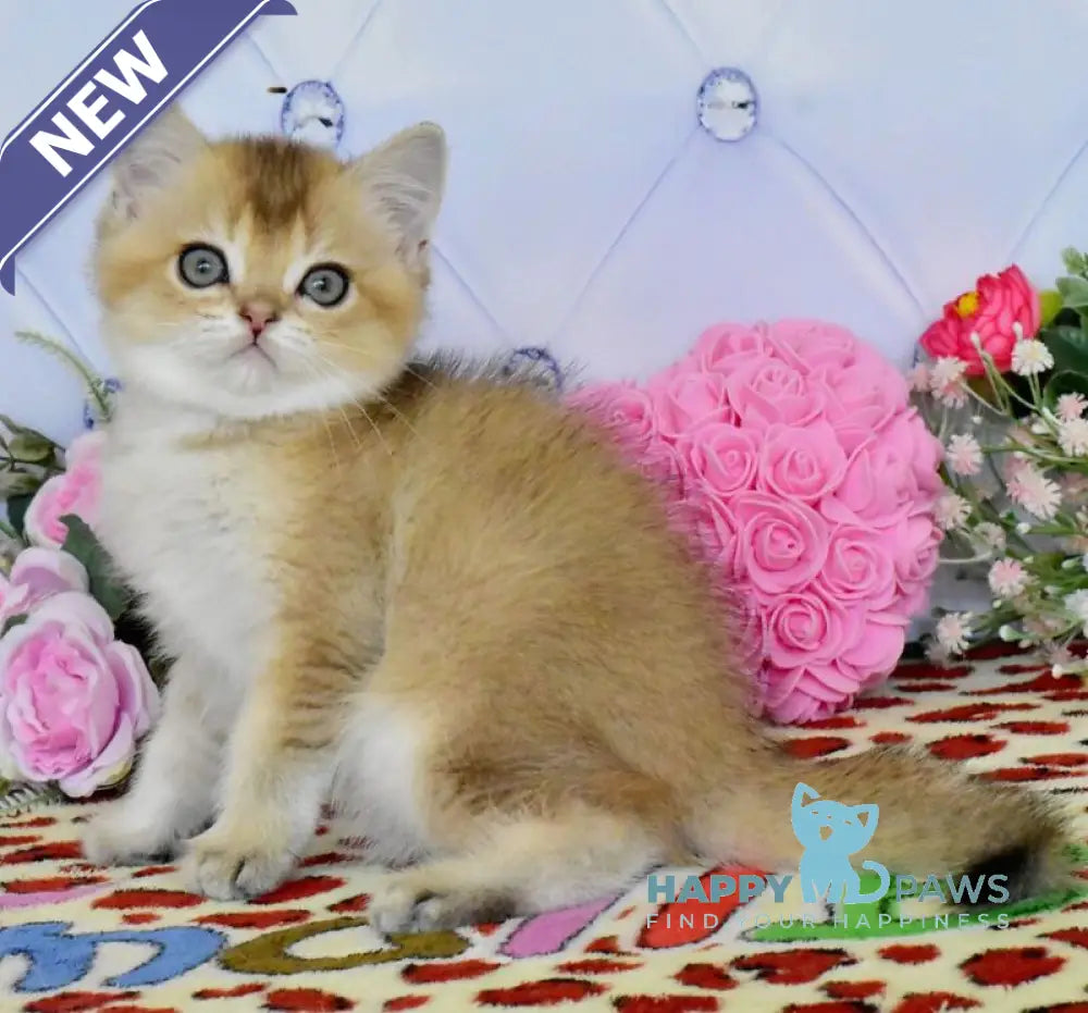 Oliver British Shorthair male black golden ticked tabby live animals