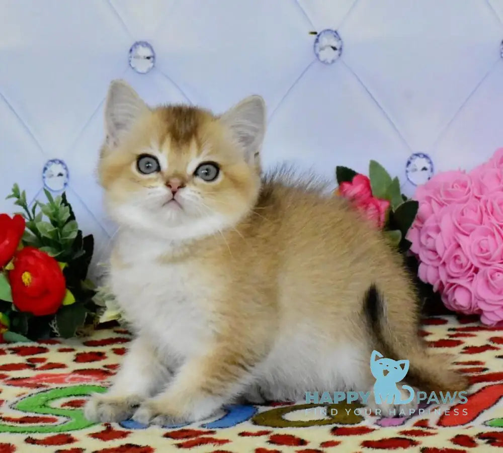 Oliver British Shorthair male black golden ticked tabby live animals