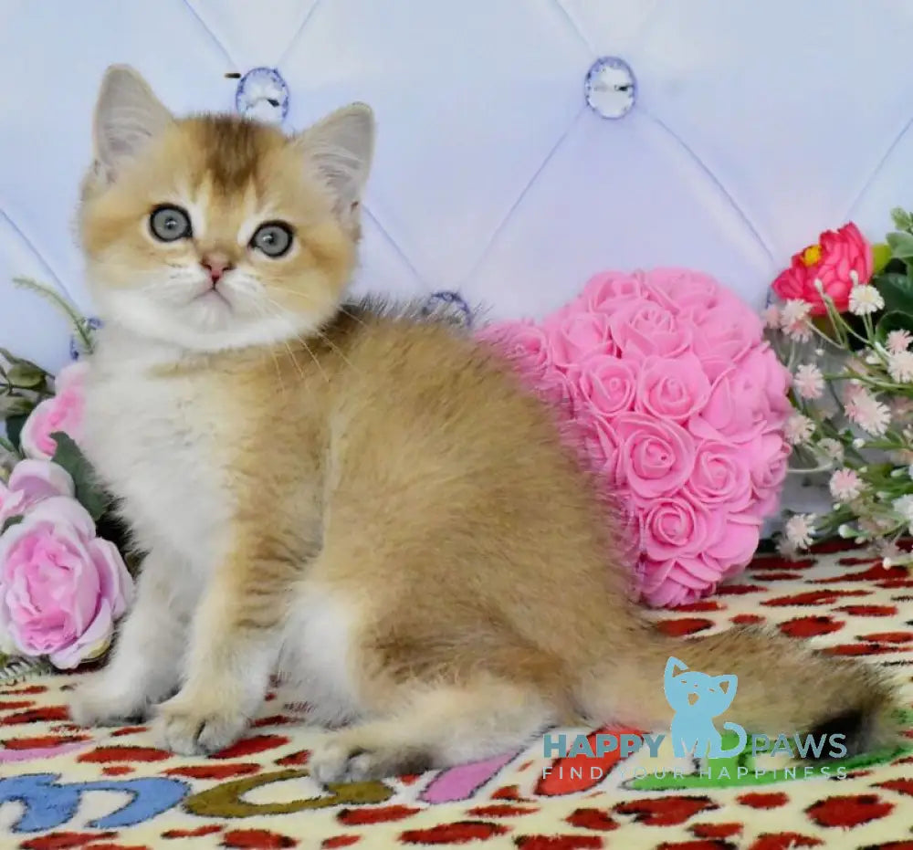 Oliver British Shorthair male black golden ticked tabby live animals