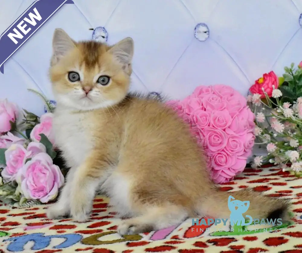 Oliver British Shorthair male black golden ticked tabby live animals