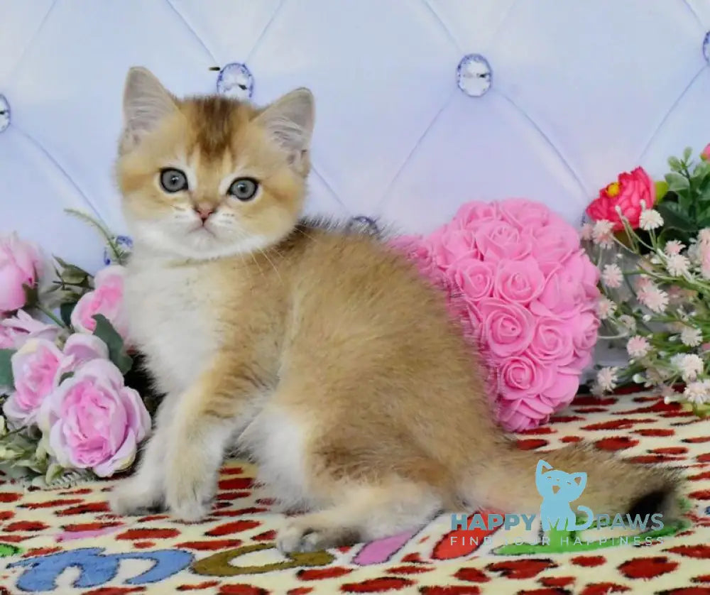 Oliver British Shorthair male black golden ticked tabby live animals