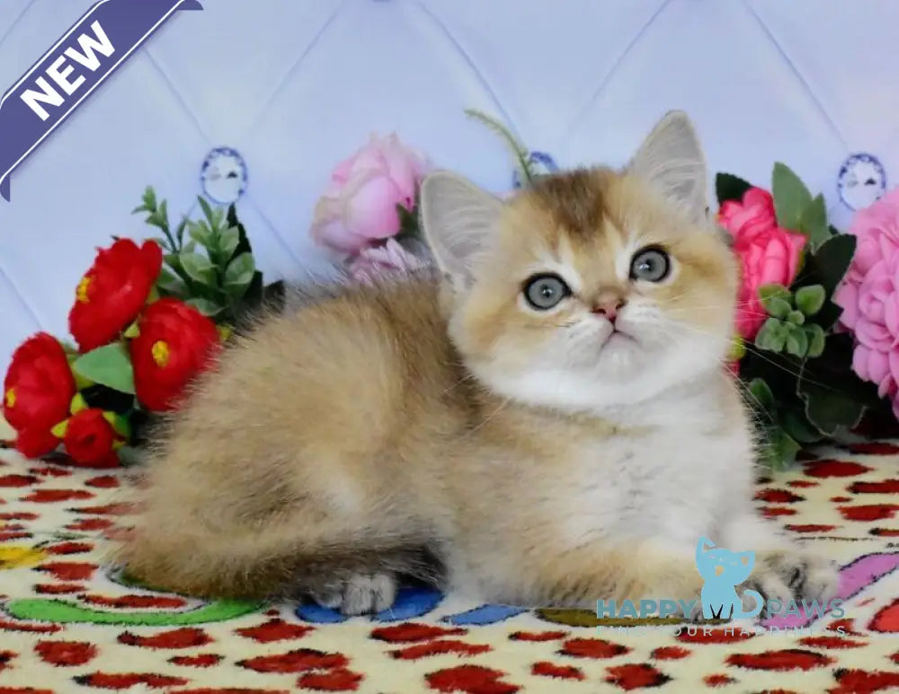 Oliver British Shorthair male black golden ticked tabby live animals