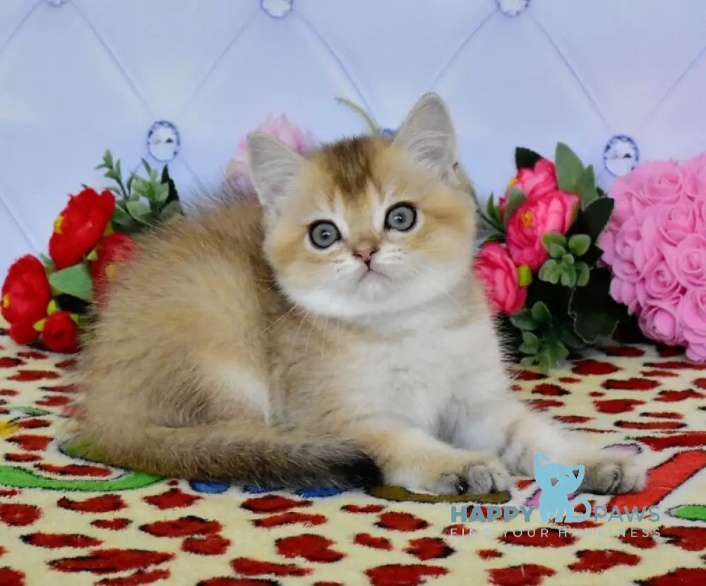 Oliver British Shorthair male black golden ticked tabby live animals