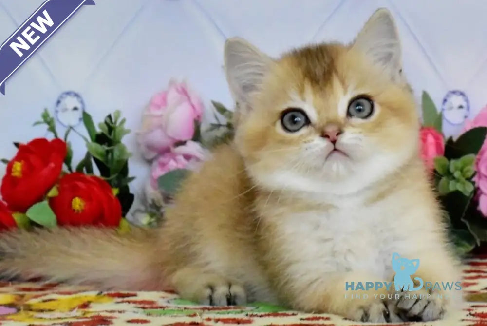 Oliver British Shorthair male black golden ticked tabby live animals