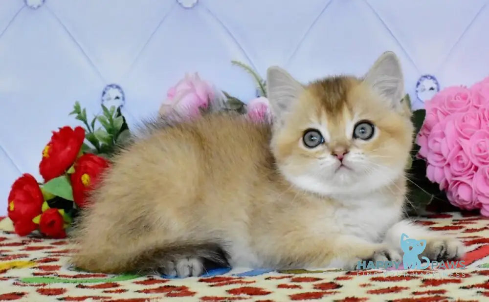 Oliver British Shorthair male black golden ticked tabby live animals