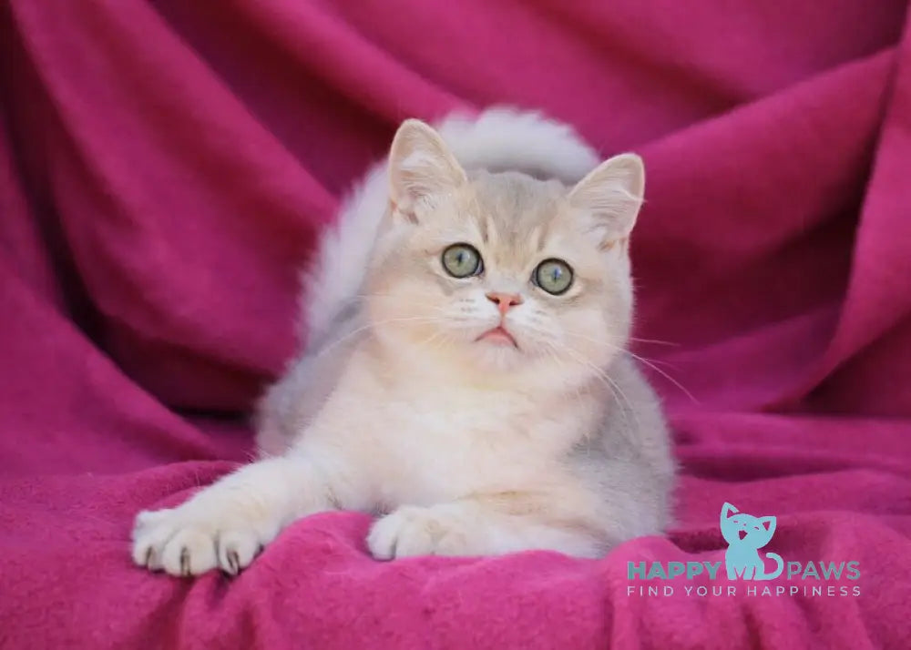Oliver British Shorthair male blue golden shaded live animals