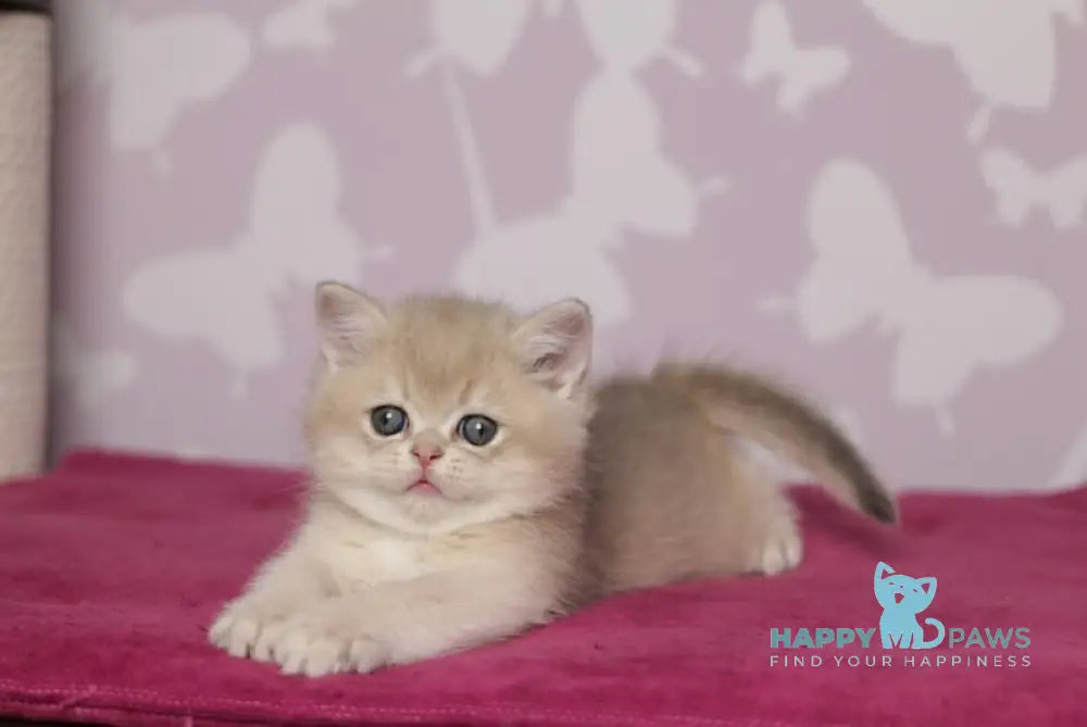 Oliver British Shorthair male blue golden shaded live animals