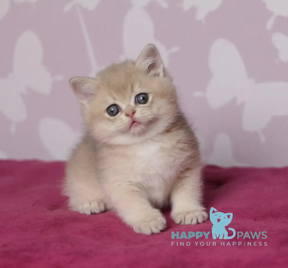 Oliver British Shorthair male blue golden shaded live animals