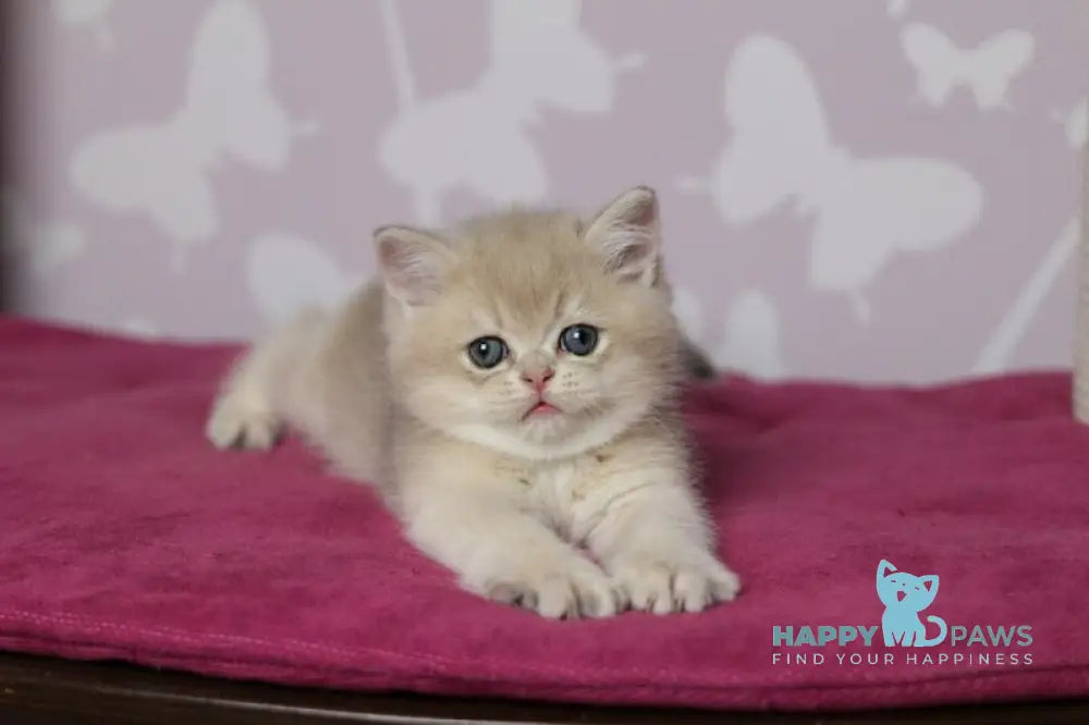 Oliver British Shorthair male blue golden shaded live animals