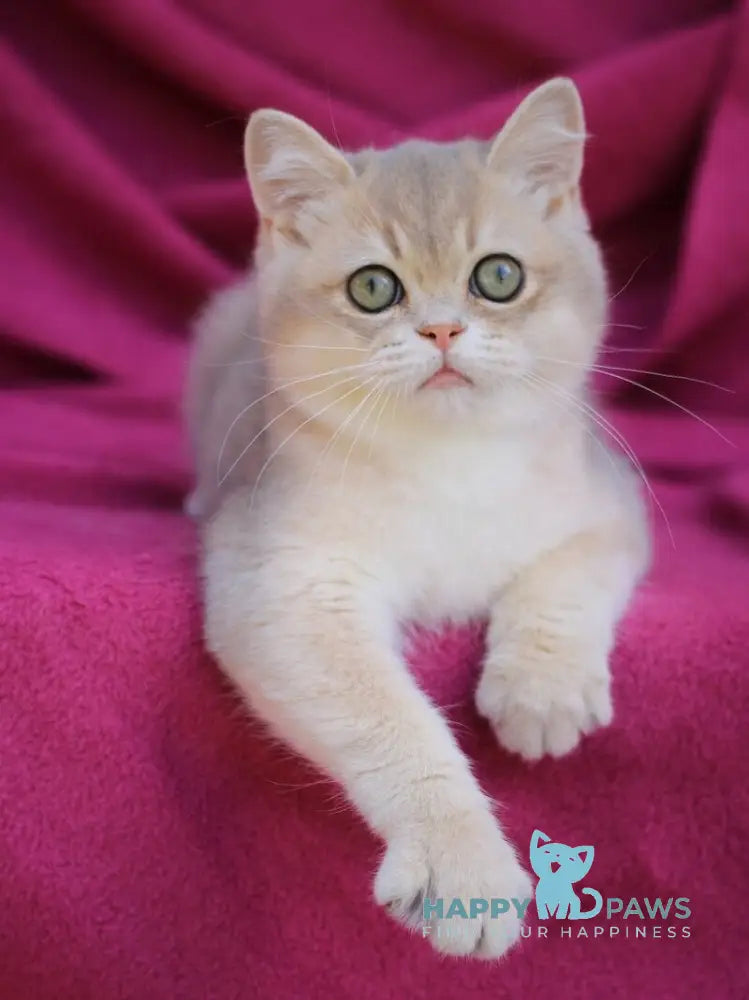 Oliver British Shorthair male blue golden shaded live animals