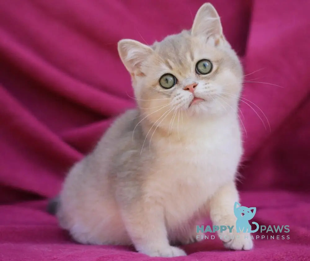 Oliver British Shorthair male blue golden shaded live animals