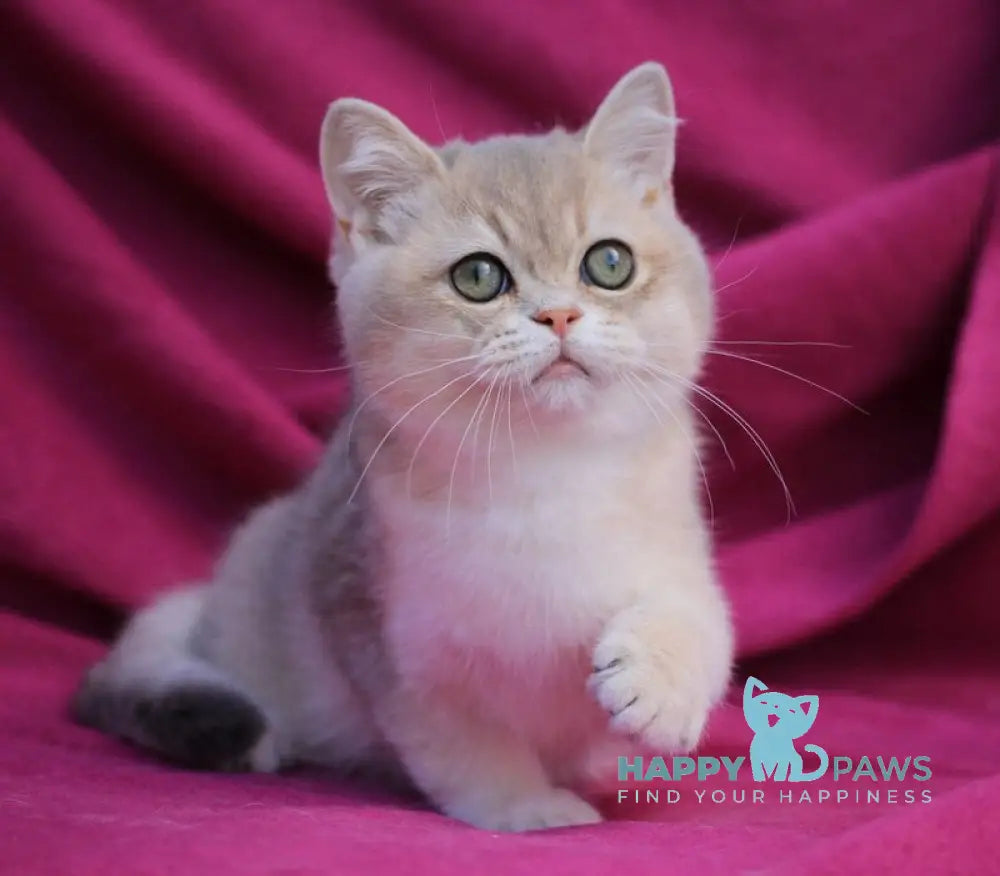 Oliver British Shorthair male blue golden shaded live animals