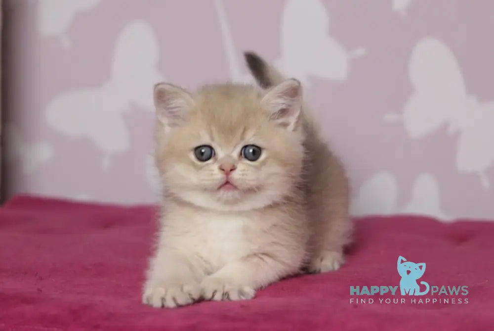 Oliver British Shorthair male blue golden shaded live animals