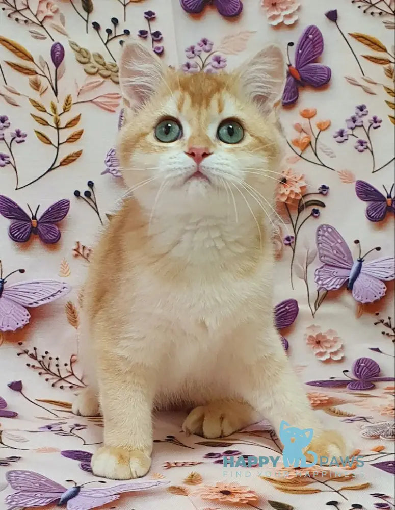 Olivia British Shorthair female chocolate golden chinchilla live animals